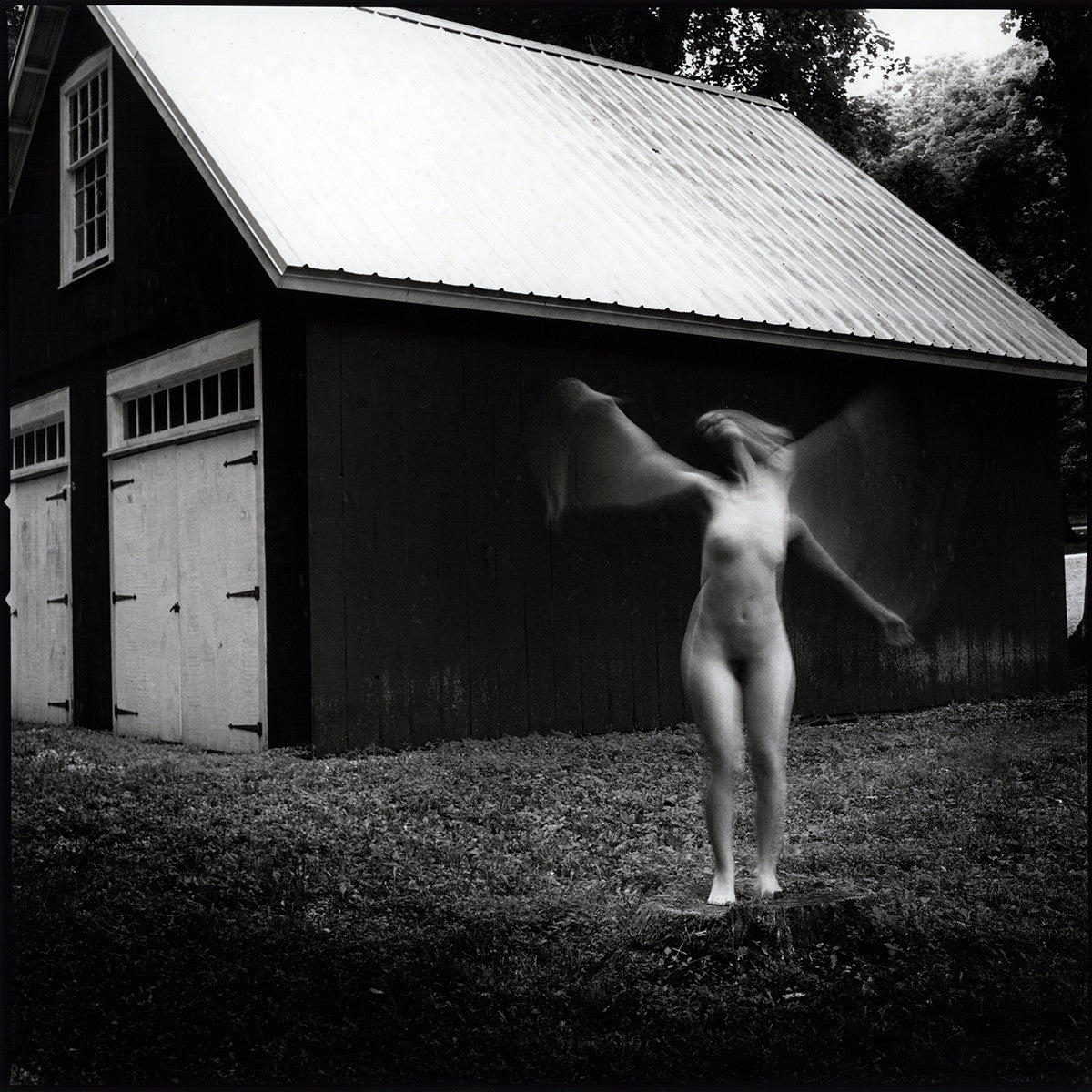 Tree of The Dead, Connecticut, 2015